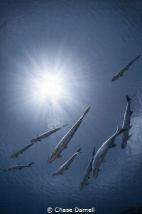 "Clear Skies with a chance of Tarpon"
Schools of Tarpon ... by Chase Darnell 